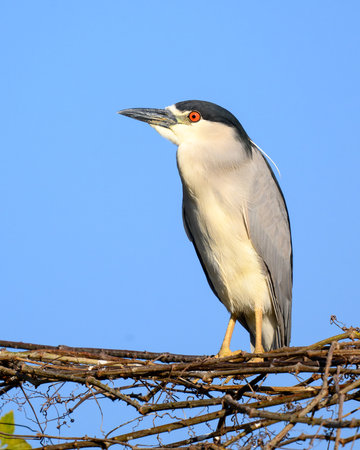 Black-crowned Night Heron (Nycticorax nycticorax) perched on a branch in Pantanal Brazilの写真素材