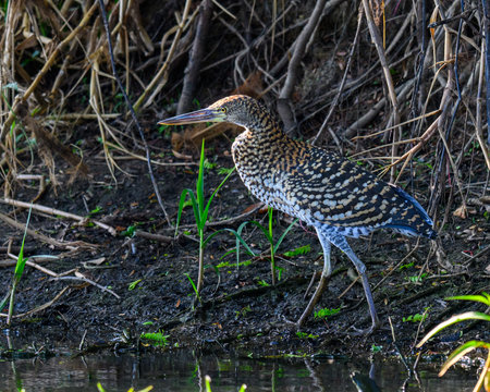 Adolescent Rufescent Tiger Heron walking along a river bank in Pantanal Brazil