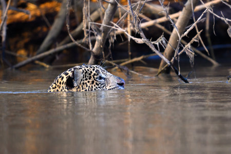 A Jaguar swimming in the river while hunting prey in Pantanal Brazilの写真素材