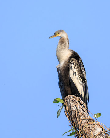 Anhinga perched on a tree in Pantanal Brazilの写真素材