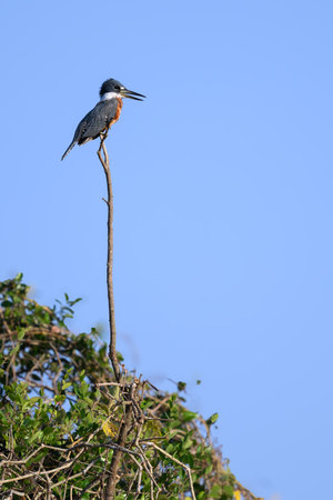 Ringed Kingfisher perched on a branch over a riverの写真素材