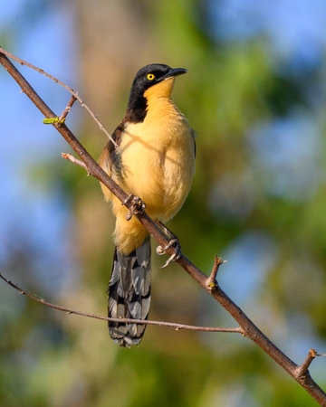 Black capped Donacobius perched in brush above the marsh in Pantanal Brazilの写真素材