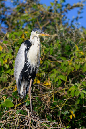 Great Blue Heron (Ardea herodias) in the Pantanalの写真素材