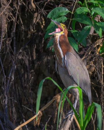 Rufescent Tiger Heron near a river in Pantanal Brazilの写真素材