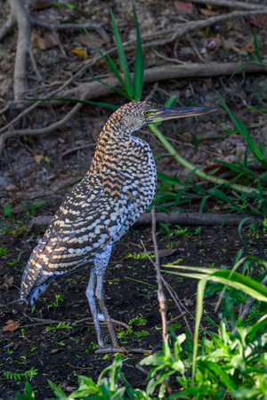 Adolescent Rufescent Tiger Heron walking along a river in Pantanal Brazilの写真素材