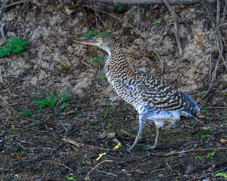Adolescent Rufescent Tiger Heron walking along a river in Pantanal Brazilの写真素材