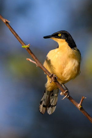 Black capped Donacobius perched in brush above the marsh in Pantanal Brazilの写真素材