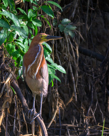 Rufescent Tiger Heron on a perch along a river in Pantanal Brazilの写真素材