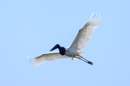Jabiru Stork in flight over a marsh in Pantanal Brazilの写真素材