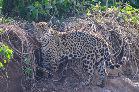 Jaguar hunting along the river bank in Pantanal, Brazilの写真素材