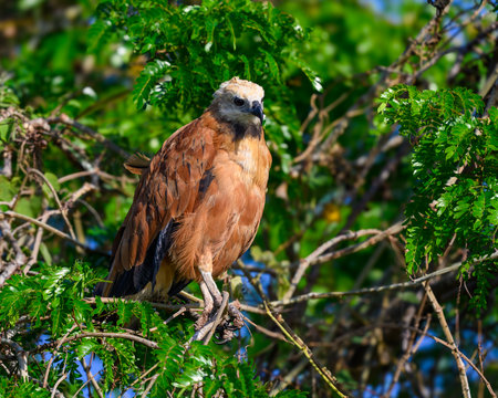 A Black Collared Hawk perched gazing over a march in Pantanal, Brazilの写真素材