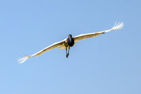 Jabiru Stork in flight over a marsh in Pantanal Brazilの写真素材