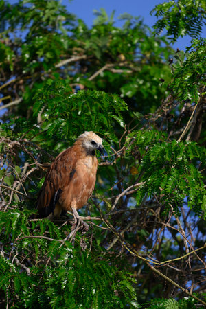 A Black Collared Hawk perched gazing over a march in Pantanal, Brazilの写真素材