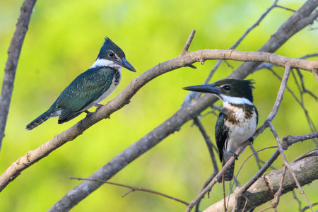 Pair of Amazon Kingfishers perched above the river in the Pantanal, Brazilの写真素材