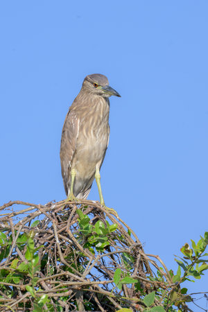 Black-crowned Night Heron (Nycticorax nycticorax) perched on a tree in Pantanal Brazilの写真素材