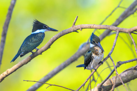Couple of Amazon Kingfishers on a branch along a river in Pantanal, Brazilの写真素材