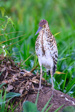 Adolescent Rufescent Tiger Heron on a perch along a river in Pantanal Brazilの写真素材