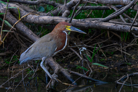 Rufescent Tiger Heron on a perch along a river in Pantanal Brazilの写真素材