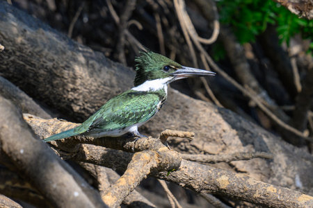 Amazon Kingfisher perched along a river in the Pantanal, Brazilの写真素材