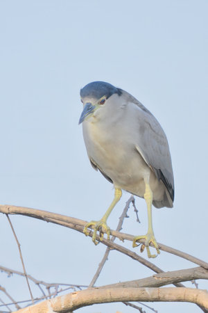 Black-crowned Night Heron (Nycticorax nycticorax) perched above a river in Pantanal Brazilの写真素材