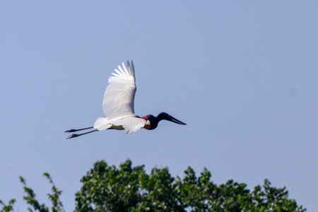 Jabiru Stork in flight over the marsh of Pantanal, Brazilの写真素材