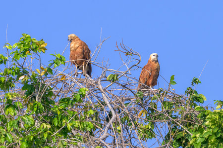 Two Black Collared Hawks on a perch in Pantanal Brazilの写真素材