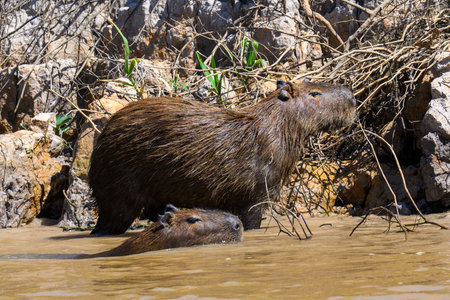 Capybara (Hydrochoerus hydrochaeris) in the Pantanal, Brazilの写真素材