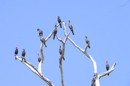 A group of Neotropic Cormorant's roosting in a tree top in Pantanal Brazilの写真素材
