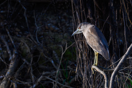 Black-crowned night heron (Nycticorax nycticorax) perched in Pantanal Brazilの写真素材