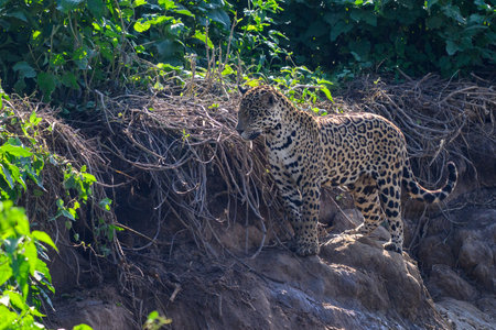Jaguar hunting along the river bank in Pantanal, Brazilの写真素材