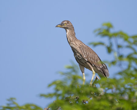 Juvenile Black-crowned night heron, Nycticorax nycticorax, on a perch in Pantanal Brazilの写真素材