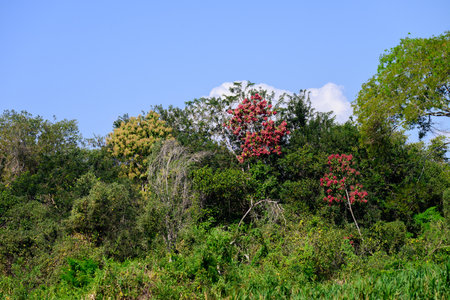 Red flowers on the trees in the rainforest of the Pantanalの写真素材