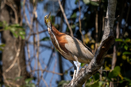 Rufescent Tiger Heron perched above the wetlands in Pantanal Brazilの写真素材