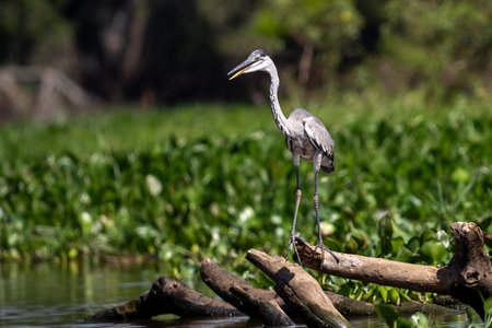 Cocoi Heron in the wetlands of Pantanal Brazilの写真素材