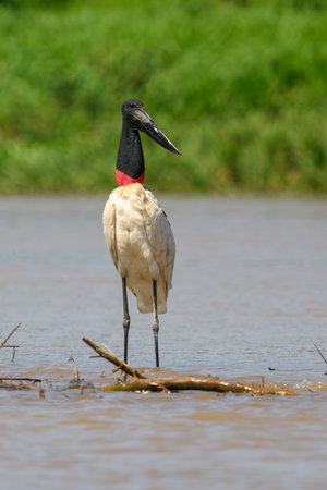 A Jabiru Stork on the shoreline of a river in the Pantanalの写真素材