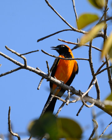 Orange Backed Troupial perched along the waters edge in the Pantanalの写真素材