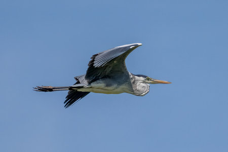 Cocoi Heron in flight across the wetlands of the Pantanalの写真素材