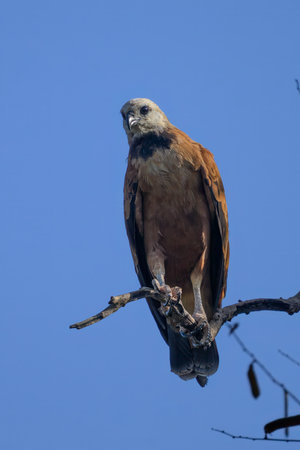 A Black Colared Hawk overlooking a marsh in Pantanal Brazilの写真素材