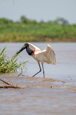 A Jabiru Stork walking along the shoreline of a river in Pantanal Brazilの写真素材