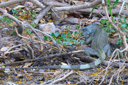 A Green Iguana in the marshland of the Pantanalの写真素材