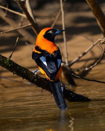 Orange Backed Troupial perched along the waters edge in the Pantanalの写真素材