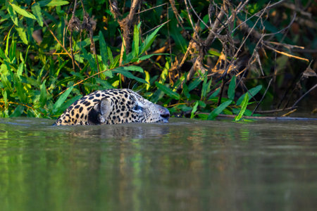 Jaguar in the water, Pantanal, Brazil.の写真素材