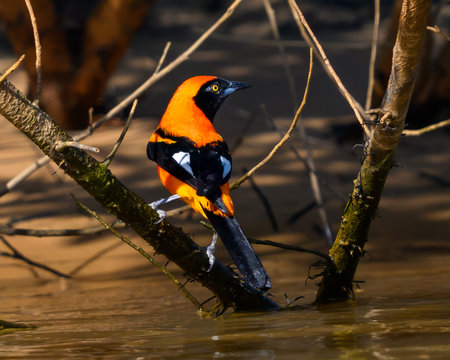 Orange Backed Troupial perched along the waters edge in the Pantanalの写真素材