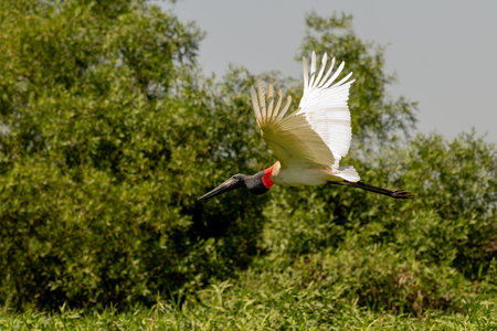 A Jabiru Stork in flight across a marshの写真素材