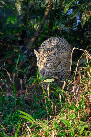 Jaguar walking through the brush in Pantanal Brazil