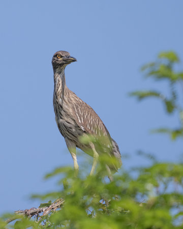 Juvenile Black-crowned Night Heron, Nycticorax nycticorax, on branch, Pantanal Brazilの写真素材