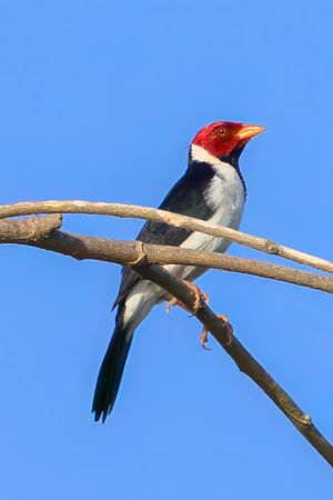 A Yellow Billed Cardinal perched above the marsh in Pantanal Brazilの写真素材