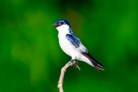 A White Winged Swallow on a branch in Pantanal Brazilの写真素材