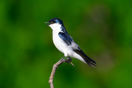 A White Winged Swallow on a branch in Pantanal Brazilの写真素材