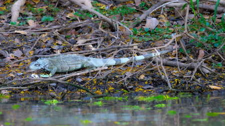 A Green Iguana in the marshland of the Pantanalの写真素材